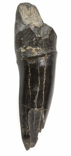 Cretaceous Sawfish (Ischyrhiza) Barb - Texas #42299